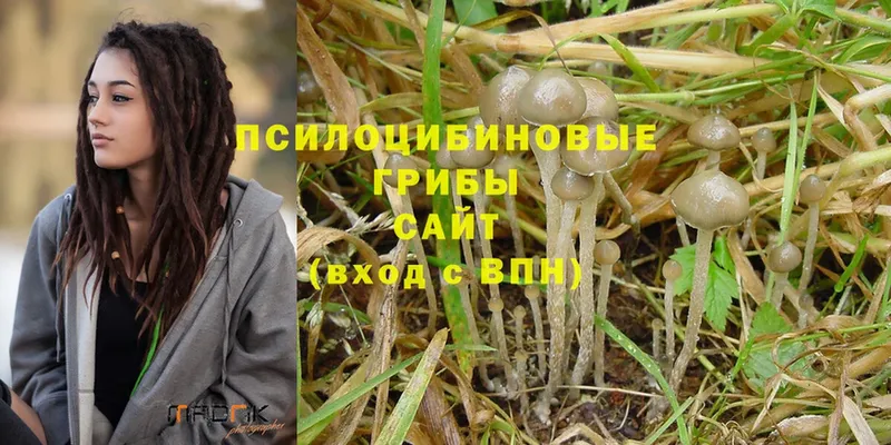 где купить наркоту  дарк нет телеграм  Псилоцибиновые грибы Psilocybe  Миллерово 